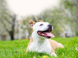 American Staffordshire Terrier