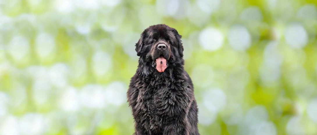 Cão Terra Nova