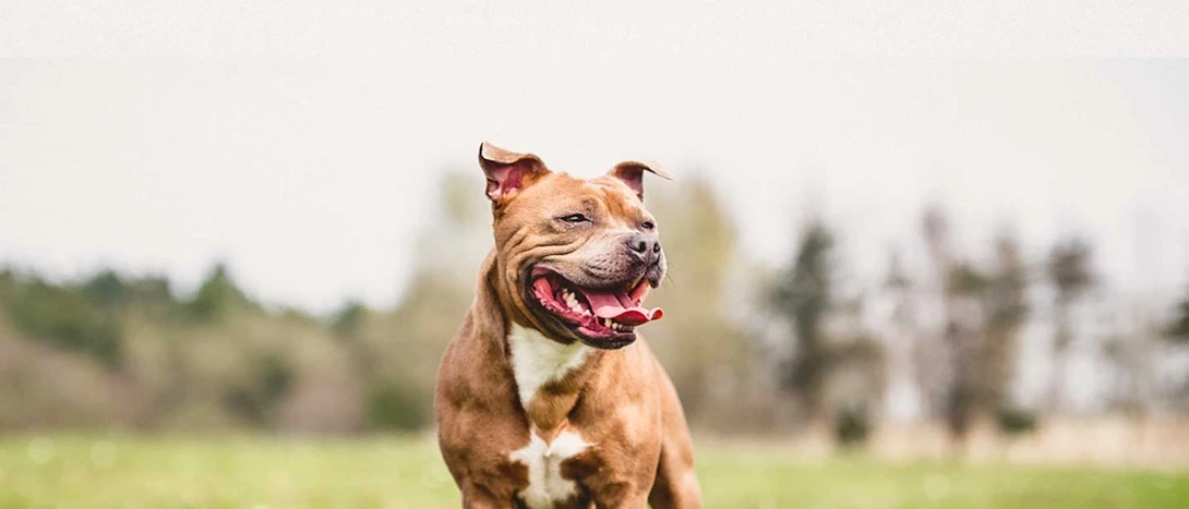 Staffordshire Bull Terrier