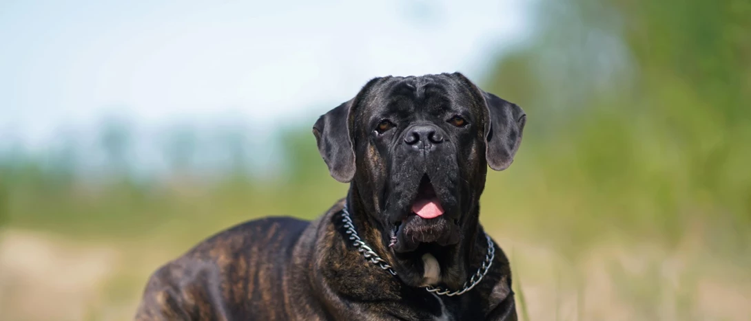 Cane Corso Italiano