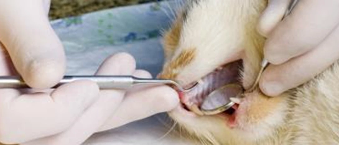 Gatos Crescimento Bacteriano