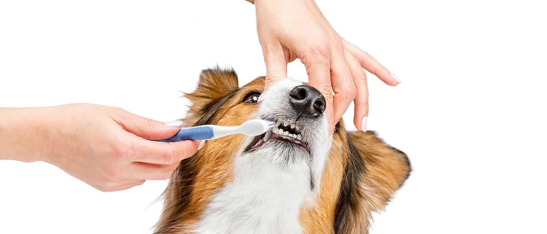 higiene bucal de cães e gatos
