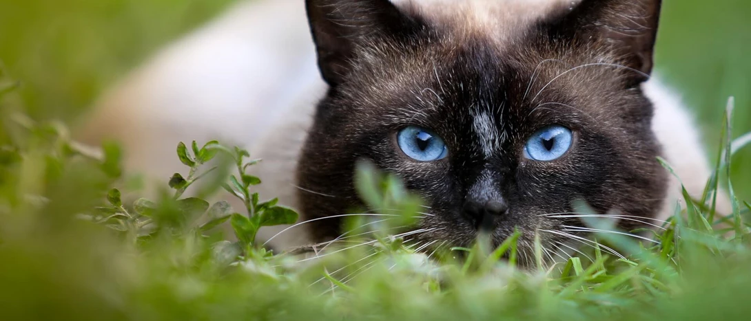 Gato Siamês