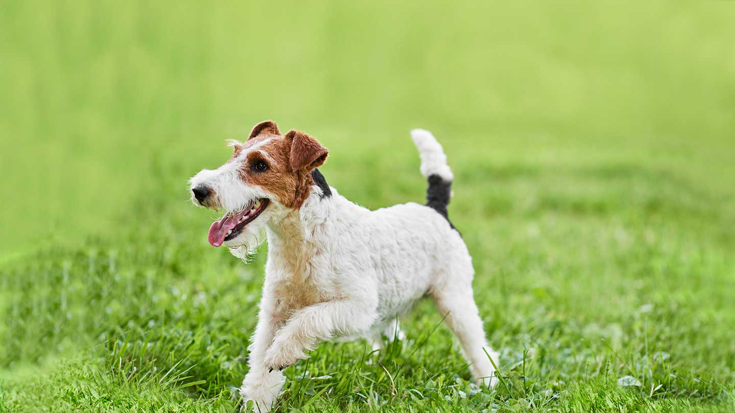 Fox Terrier