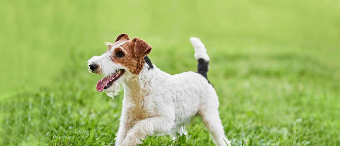 Fox Terrier