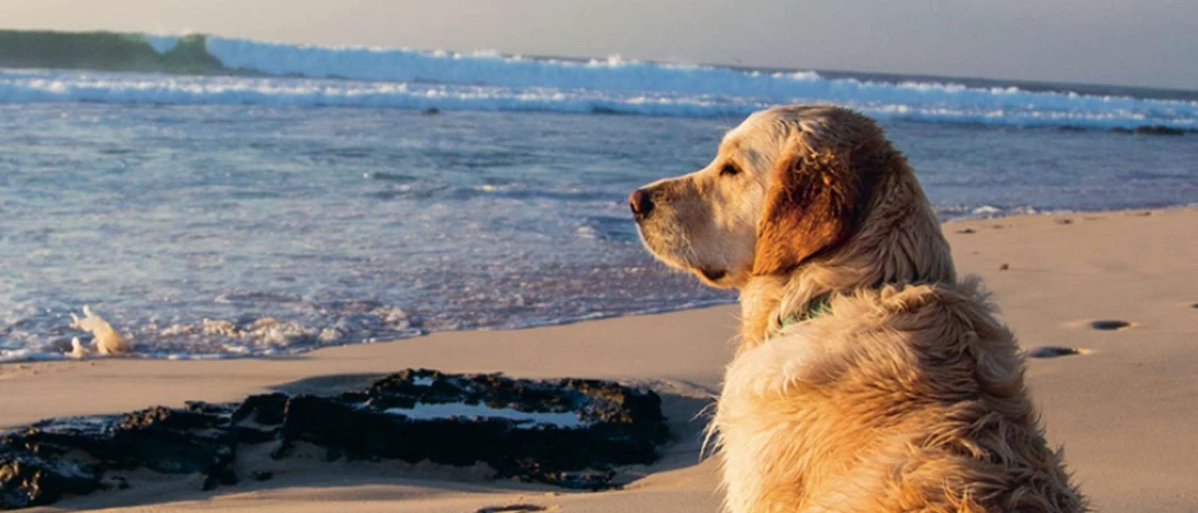 Férias com animais