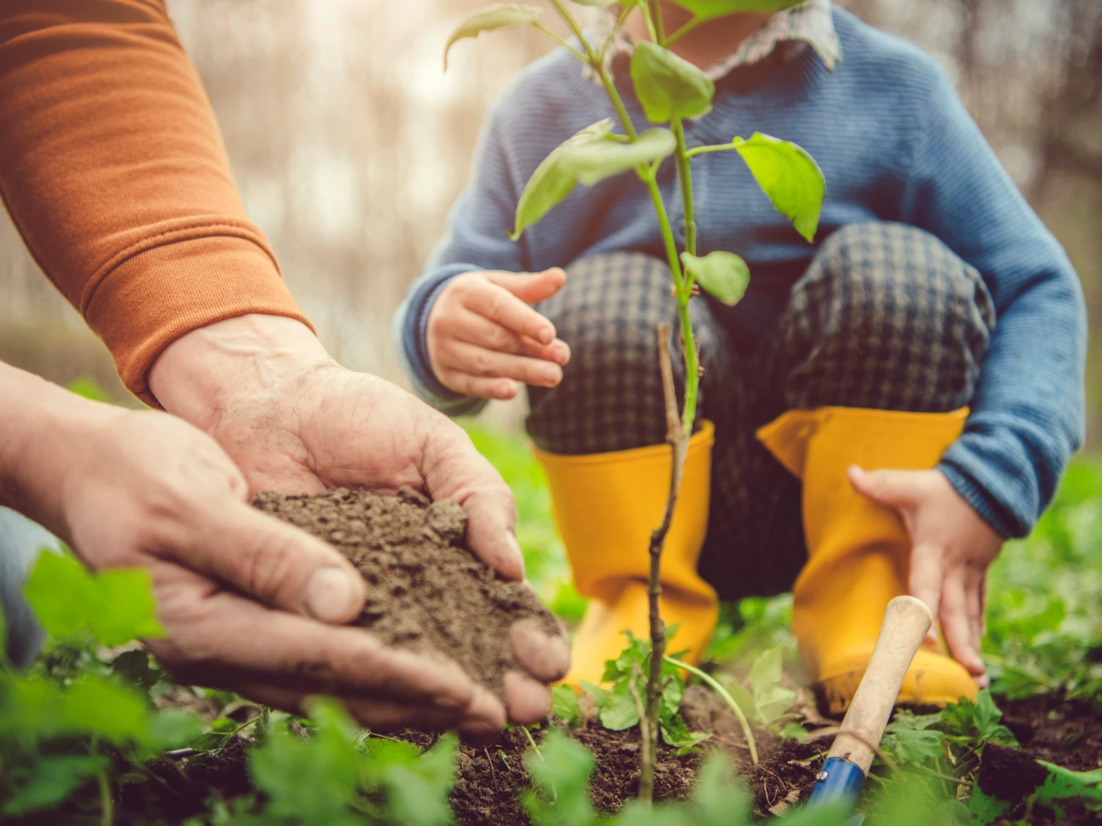 pessoas a plantar uma planta