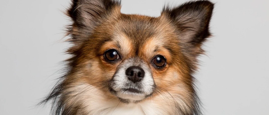 Chihuahua: cão mais pequeno do mundo
